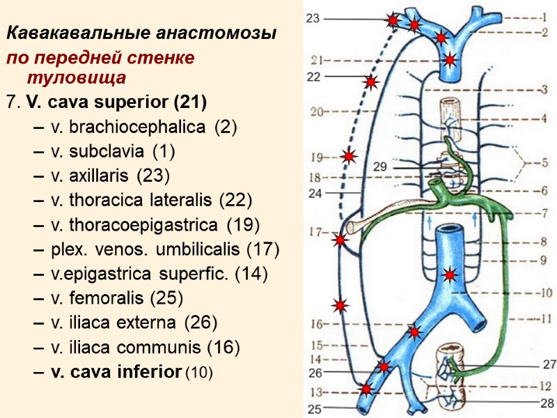 18 Кавакавальные анастомозы  по передней стенке туловища 7. V. cava superior (21) v.